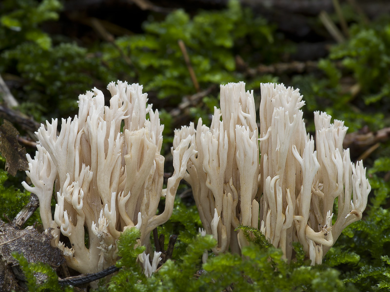 Ramaria gracilis